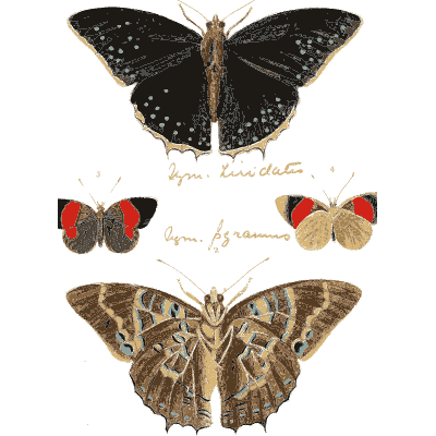 Blue, red-marked and eyed butterflies - Illustrations of Exotic Entomology - 1837