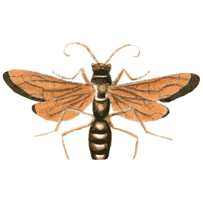 Tarantula hawk wasp - Illustrations of Exotic Entomology - 1837