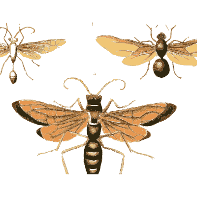 Orange-winged wasp with smaller wasps - Illustrations of Exotic Entomology - 1837