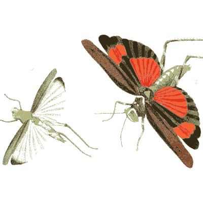 Grasshopper and red-winged moth - Illustrations of Exotic Entomology - 1837