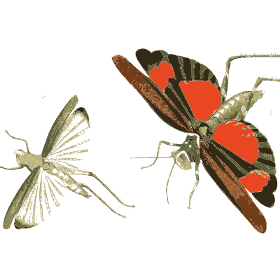 Pale grasshopper and red-winged bug - Illustrations of Exotic Entomology - 1837