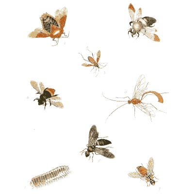 Small flies, bees and a caterpillar 02 - Illustrations of Exotic Entomology - 1837