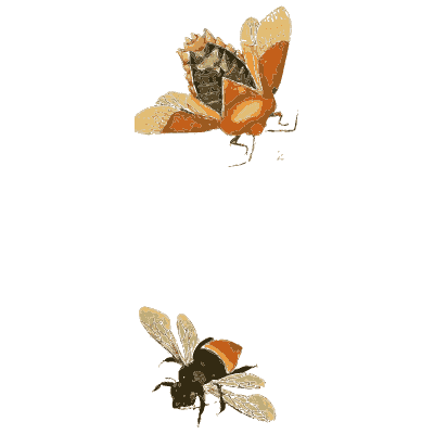 Small flies, bees and a caterpillar 01 - Illustrations of Exotic Entomology - 1837