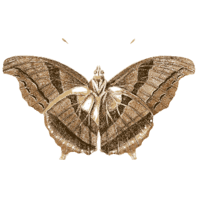 Leaf-winged brown butterfly - Illustrations of Exotic Entomology - 1837