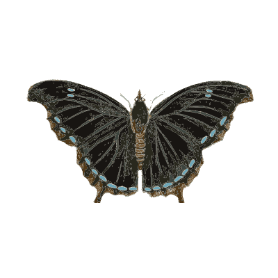 Blue butterfly and brown angled butterfly - Illustrations of Exotic Entomology - 1837