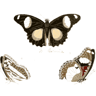 Black and cream butterflies - Illustrations of Exotic Entomology - 1837