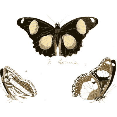 White-patched dark butterfly with spotted butterflies - Illustrations of Exotic Entomology - 1837