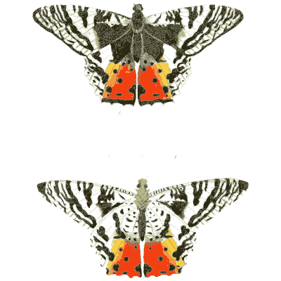 Two striped moths with red hindwings - Illustrations of Exotic Entomology - 1837