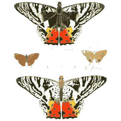 Tiger moths with striped forewings - Illustrations of Exotic Entomology - 1837