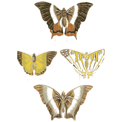 Five small butterflies 01 - Illustrations of Exotic Entomology - 1837
