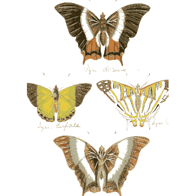Four brown, green and yellow butterflies - Illustrations of Exotic Entomology - 1837