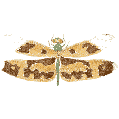 Amber-winged dragonfly 02 - Illustrations of Exotic Entomology - 1837