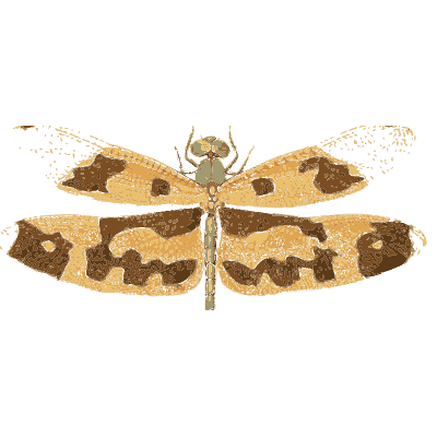Amber-winged dragonfly 01 - Illustrations of Exotic Entomology - 1837