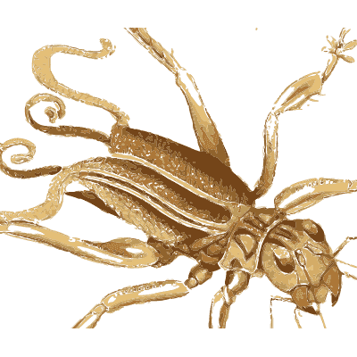Beetle with curled antennae - Illustrations of Exotic Entomology - 1837