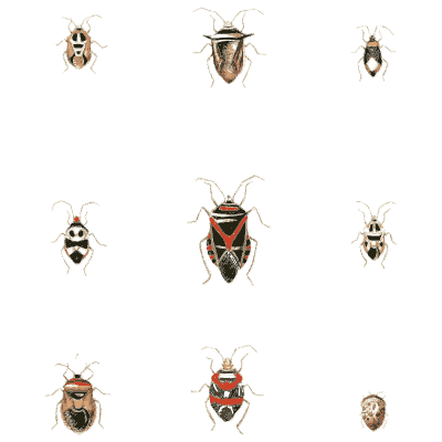 Small shield bugs - Illustrations of Exotic Entomology - 1837