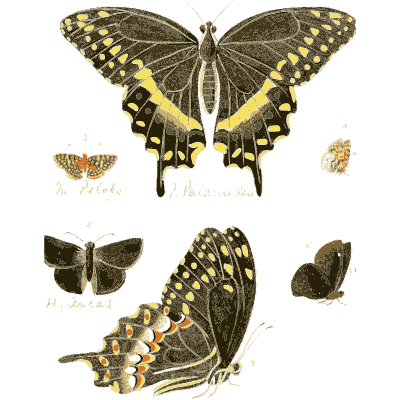 Swallowtail and small butterflies - Illustrations of Exotic Entomology - 1837