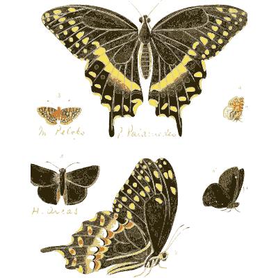 Yellow-spotted swallowtails - Illustrations of Exotic Entomology - 1837