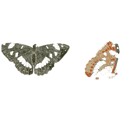 Two small dark butterflies - Illustrations of Exotic Entomology - 1837