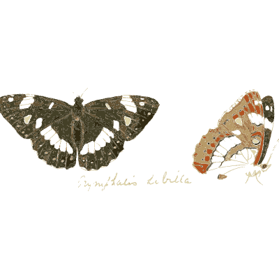 White-banded dark butterfly - Illustrations of Exotic Entomology - 1837