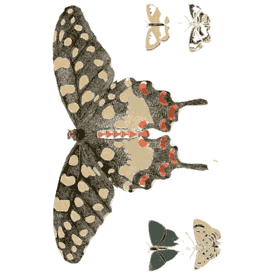 Spotted swallowtail and small moths - Illustrations of Exotic Entomology - 1837