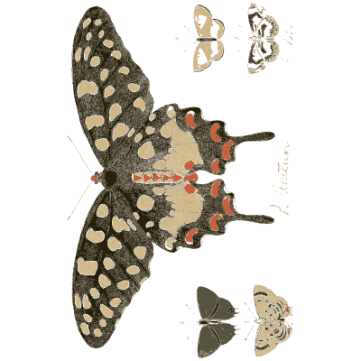 Cream-spotted dark swallowtail - Illustrations of Exotic Entomology - 1837