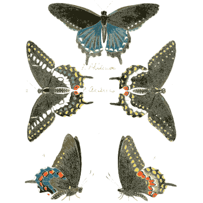 Blue and black swallowtails - Illustrations of Exotic Entomology - 1837