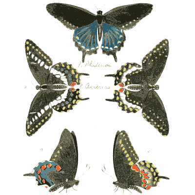Blue and red spotted dark butterflies - Illustrations of Exotic Entomology - 1837