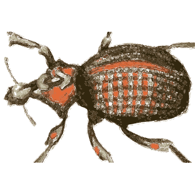 Large weevil - Illustrations of Exotic Entomology - 1837