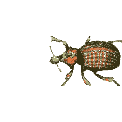 Red-spotted weevil - Illustrations of Exotic Entomology - 1837