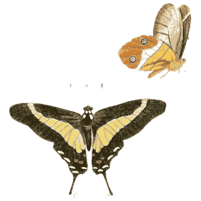 Two tropical butterflies - Illustrations of Exotic Entomology - 1837