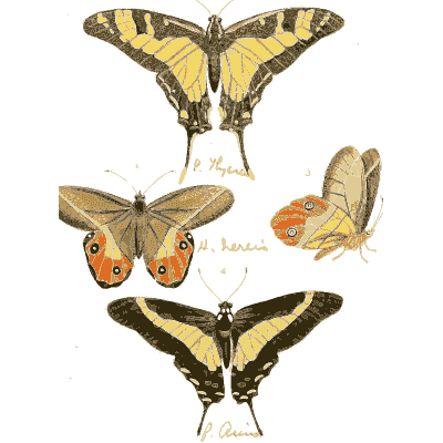 Yellow swallowtails and eyed butterflies - Illustrations of Exotic Entomology - 1837