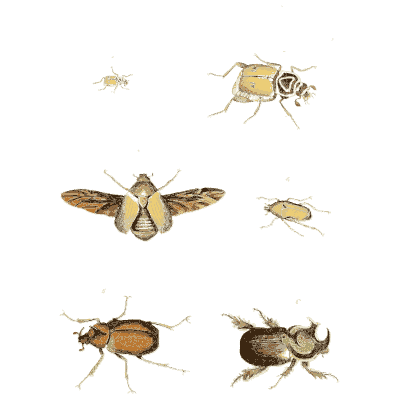 Small beetles and a fly 02 - Illustrations of Exotic Entomology - 1837