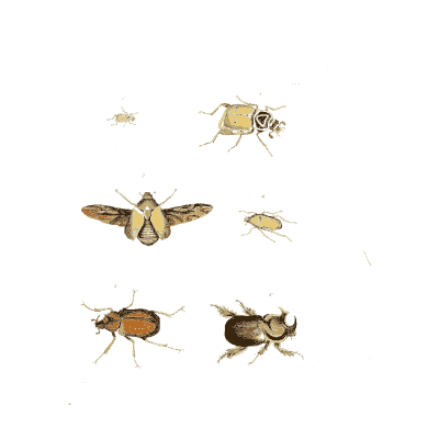 Small beetles and a fly 01 - Illustrations of Exotic Entomology - 1837