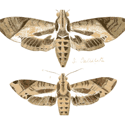 Two hawk moths 01 - Illustrations of Exotic Entomology - 1837