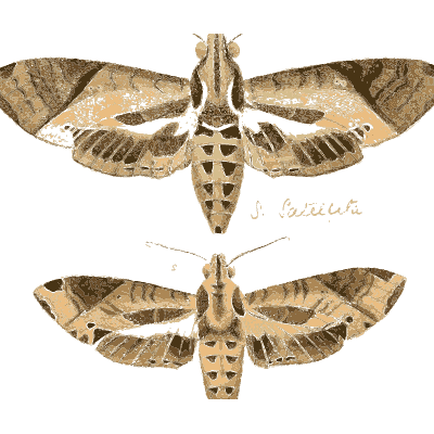 Two banded hawk moths - Illustrations of Exotic Entomology - 1837