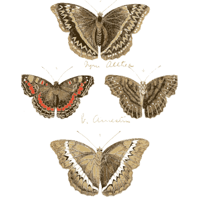 Four brown butterflies - Illustrations of Exotic Entomology - 1837