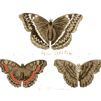 Four brown wavy-banded butterflies - Illustrations of Exotic Entomology - 1837