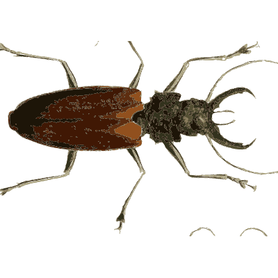 Stag beetle and long-horned beetles - Illustrations of Exotic Entomology - 1837
