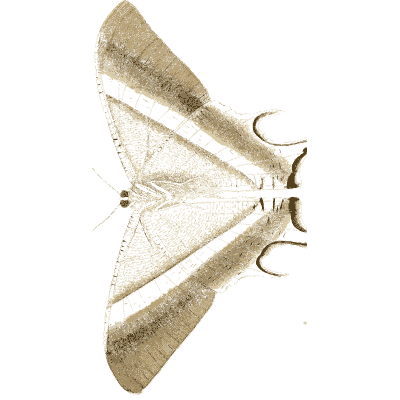 Pale moth in side view - Illustrations of Exotic Entomology - 1837