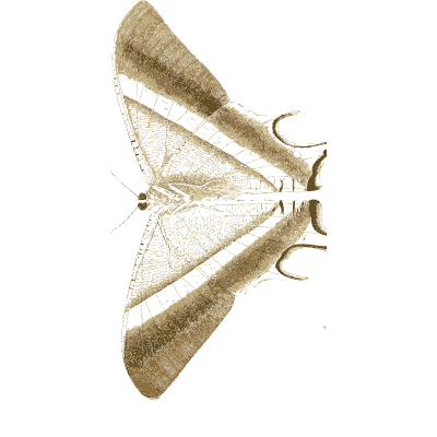 Pale moth with a dark line - Illustrations of Exotic Entomology - 1837