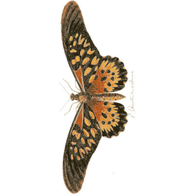 Orange spotted butterfly in side view - Illustrations of Exotic Entomology - 1837