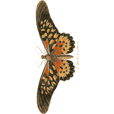 Orange spotted butterfly - Illustrations of Exotic Entomology - 1837
