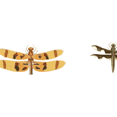 Orange-banded dragonfly - Illustrations of Exotic Entomology - 1837