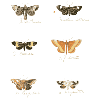 Six small moths - Illustrations of Exotic Entomology - 1837