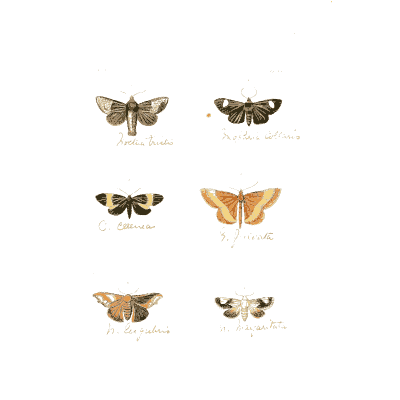 Six small brown and orange moths - Illustrations of Exotic Entomology - 1837