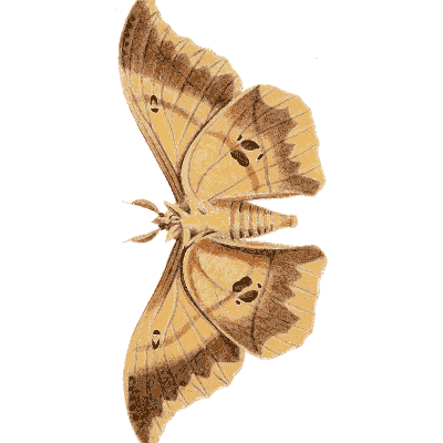 Tan moth with scalloped wings - Illustrations of Exotic Entomology - 1837