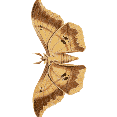 Brown hook-winged moth - Illustrations of Exotic Entomology - 1837