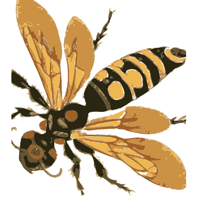 Hornet with amber wings - Illustrations of Exotic Entomology - 1837