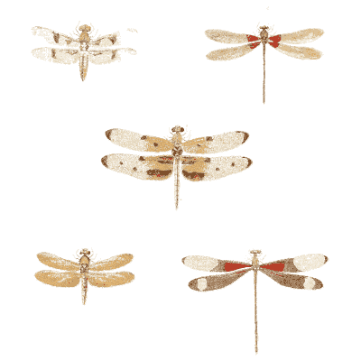 Five dragonflies - Illustrations of Exotic Entomology - 1837