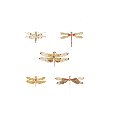 Five small dragonflies - Illustrations of Exotic Entomology - 1837